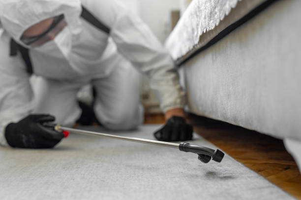 Professional Bed Bug Control technician working in St. Louis, MO